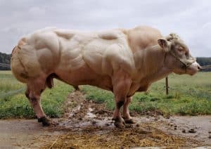 miostatin Cow